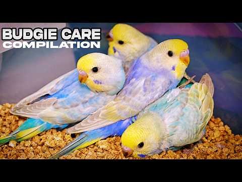 Budgie Care Tips: Essential Hacks for Food and Health