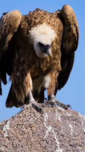 The song of the wing over the Gamla Reserve..