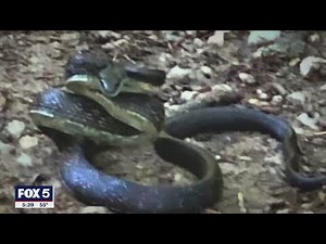 Snake sightings startle a Northern Virginia community | FOX 5 DC