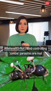 3 comments | ‘Zombie’ parasite cordyceps fungus takes over insects through mind control. Find out more on this in #BelieveItOrNot with Pooja Shali #ITReel #SocialMediaSpecial #Insects #Zombie #Nature #LastOfUs #TheLastOfUs #Zombieparasite #Cordyceps | India Today | Facebook