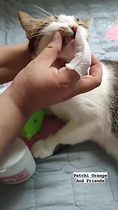 Toothbrush time ni Patchi 💕Para fresh ang breath at iwas tartar and plaque 😺 #catlovers #CatsOfFacebook #puspin #cutecats #cathealth #petdentalhealth #petcore | Patchi, Orange & Friends