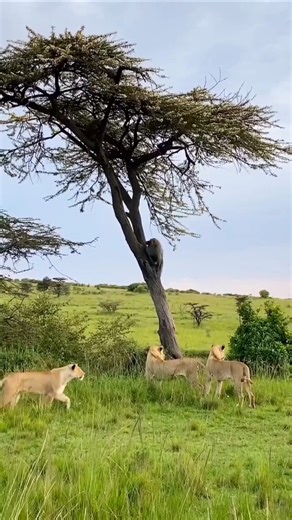 Baboons Trapped on a Tree as Lions Wait Below | Intense Wildlife Moment | #kenya #wildlife