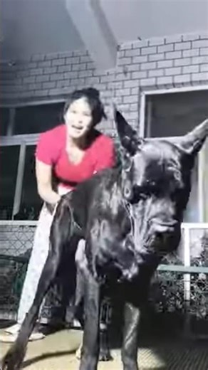 Dog new style invented I think #dogshorts #dogbreed #labrador #pug #goldenretriever #doglove