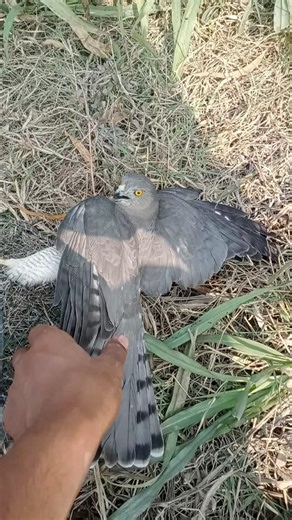 How to Trapping the Shikra Baz 🦅Bal-chatri 🕸️ #youtube #birds #harehunting #wildlife #falconry