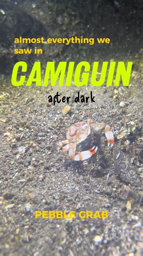 @where.is.joseee on Instagram: "Camiguin’s reefs may bustle with life during the day, but its sandy slopes come alive at night as all the nocturnal creatures normally hidden come out to hunt. Yes, manta rays and sharks are cool, but if you learn to slow down and focus on the tiny things, you’ll realize that the underwater macro scene has a lot to offer! #camiguinislebethere #nightdive #ocean #animals #underwater"