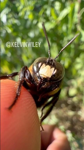 Eastern Carpenter Bee Up Close! 🐝