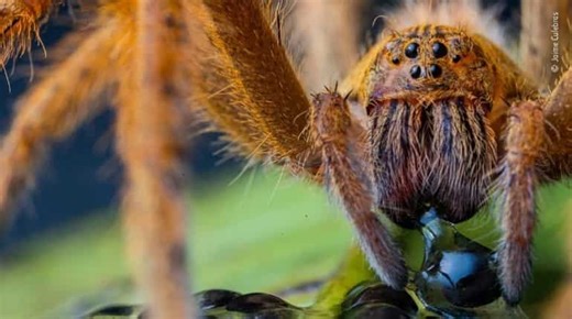 Move over 'hangry', these spiders start losing vision when they get hungry