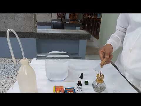 Células de la mucosa bucal humana bajo el microscopio