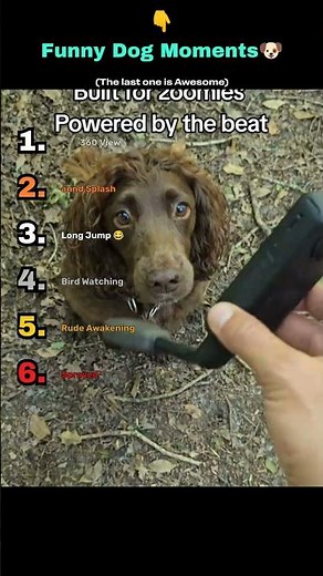 Funny Dog Moments 🐶💥 #DogFails #FunnyPets #Shorts #fails #viral #viralshorts #ranking