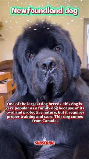 New Foundland Dog #shorts #animallovers #dog #canada