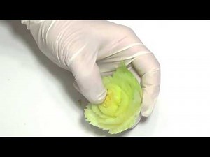 #182 How to make a celery frayed petals rose flower - Carving garnish for beginners