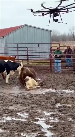 Tech Changes Life: Remotely Controlled Drone Peacefully Drives Away Wild Bear