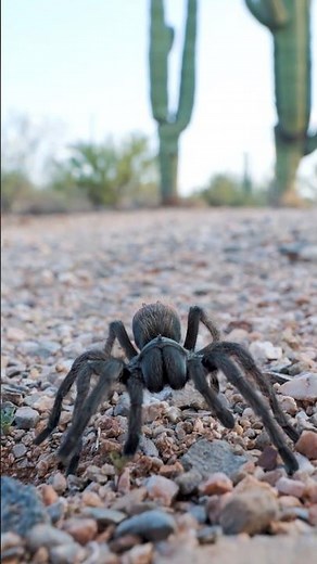 Aphonopelma vorhiesi aka Tucson Bronze Tarantula filmed in situ #tarantula #spider #arizona