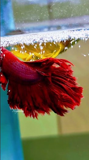 ​This is how Betta fish protect their young.#fish #breeding #betta