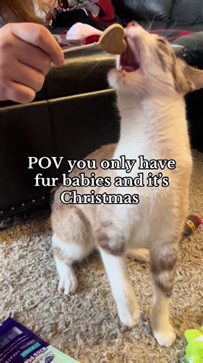 Lil late to posting but thier so cuteeee #fyp #christmas #funnycatsoftiktok #cute #funny