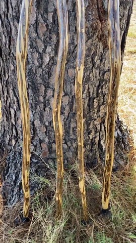 Ironwood Hiking Stick, American Hophornbeam Hiking Stick, Ozark Ironwood Walking Stick, Unique Hiking Stick - Etsy
