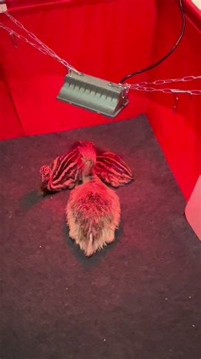 Hatching Emu Chicks: A Farm Life Adventure