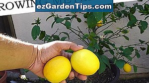 Meyer Lemon vs. Eureka Lemon 🌱 Tips Jardineros - Es.ezGardenTips.com