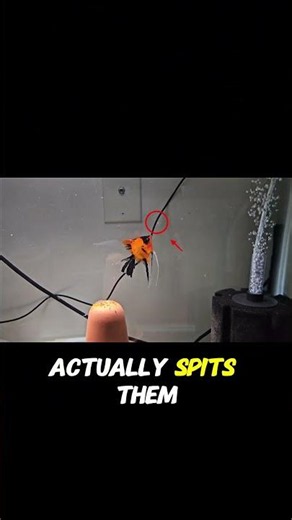 Angelfish Dad catches his swimming fry! 🤯🐠 #Shorts