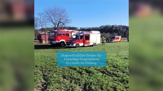Feuerwehr rettet ausgebüxtes Pferd aus Pool