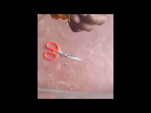 Easy bow scrunchie tutorials at home ..#youtube #rubber #subscribe #pleasesupport ..