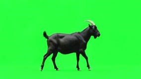 Black Goat Walking Across Green Screen Background, Useful for Agricultural or Nature Video Projects. Stock Video - Video of motion, walking: 390792983