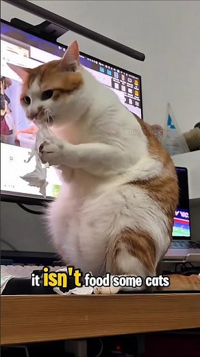 Why Do Cats Eat Tissue? 🐱🧻