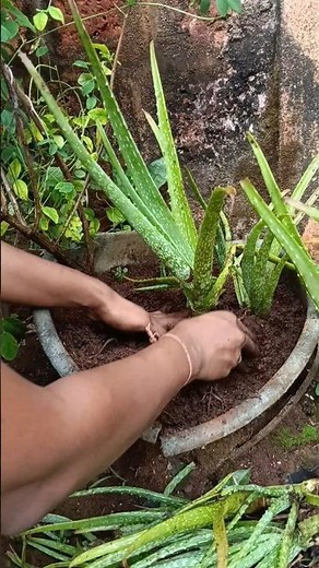 Repotting Aloe Vera Plant Step by Step🌱#garden #alovera #repotting #plants#explore #shorts #ytshorts