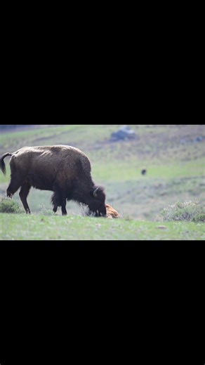 28K views · 1.5K reactions | When mom encourages you just a bit too much. This is the bison calf from my birth video a few days ago. He's trying to gain his feet for the first time and almost makes it here. Yellowstone National Park | T. Lyn Neufeld Photography | Facebook