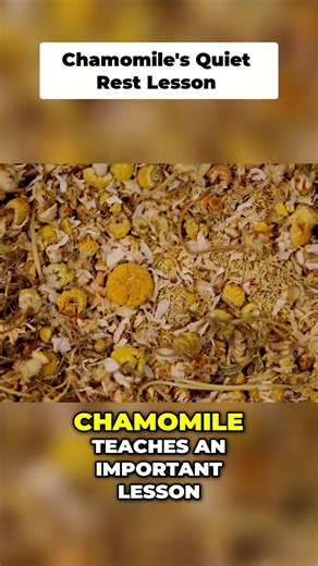 The full documentaries live on our YouTube channel, while the complete herbal knowledge and tea blends can be explored on FloraAmora.org. a restored library for those who feel called back to nature. Link in bio 💚 Plants carry memory, tradition, and intelligence. This herbal documentary series was created to honor that wisdom. Each clip is an invitation into the deeper story of an herb—how it was used across cultures, why it mattered, and how it’s still woven into modern herbal practice today #h