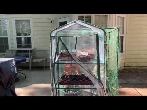 Fall Collards and Cabbage Seed Starting in a Mini Plastic Greenhouse | September Garden Update