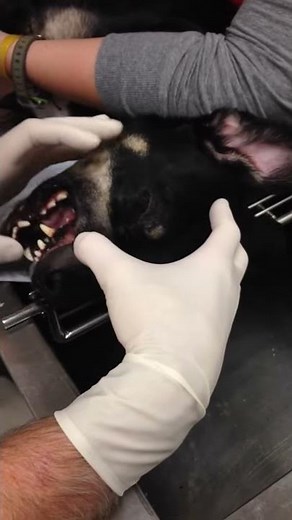 Stick impales dog's eye - WARNING GRAPHIC VIDEO