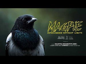 Magpie: The Hyper-Intelligent Bird That Learned Memory, Strategy, and Survival Before Humans Noticed