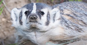The American badger (Taxidea taxus)