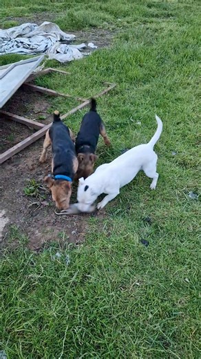 306K views · 2.2K reactions | Bit of ratting into the night with the terriers | Cumbrian Rat Pack | Facebook