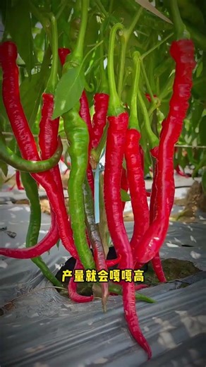 Maximize Crop Yield: The Secret to Pest-Free Vegetable Gardens