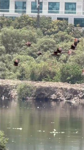 Lesser Whistling Ducks Flying