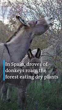 Why Donkeys are True Eco Heroes! | DW's Time For Earth