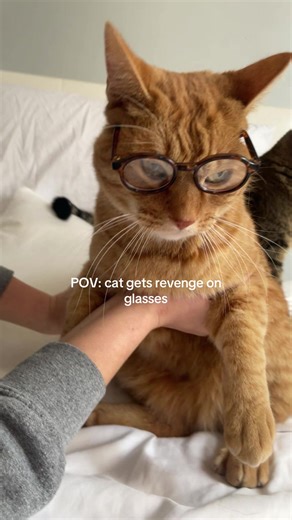 Cat's Hilarious Revenge on Glasses