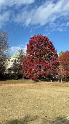 What a cool tree #tree | trees
