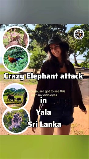 Wild Safari 🐘🐆🦅 Moments in Yala National Park | Sri Lanka Wildlife Vibes