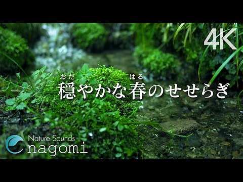 Calm Forest Streams and Birds Chirping for Relax, Sleep, Stress Relief