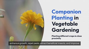 Companion Planting in Vegetable Gardening