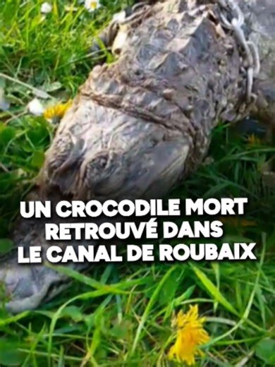Il pêche un crocodile d'1m20 dans le canal de Roubaix, avec son aimant.
