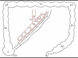 Branches of Superior and Inferior Mesenteric Arteries