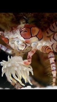 This Crab has POM POMS! 🤯 🦀 Pom Pom Crab facts!