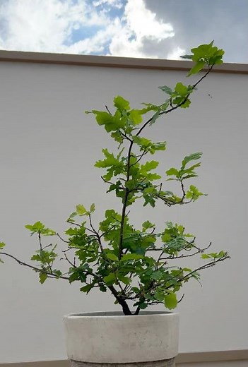 Quercus Robur (Roble Común)