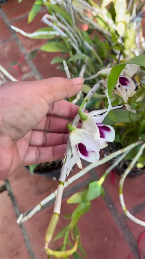 អរគីដេរក្រអូបមកថ្មី | ប្រទាលខ្ញុំ My Plant