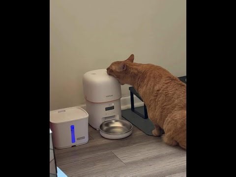 The Slop Algorithm and Its Future