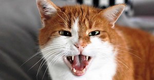 Chat agressif : 10 cas pour tout comprendre et trouver des SOLUTIONS